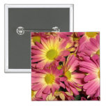 Pink Mums Pinback Button