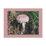 Pink Mushroom Postcards