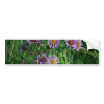 Pink New England Aster (Aster Nova-Angliae) flower Bumper Sticker