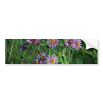 Pink New England Aster (Aster Nova-Angliae) flower Bumper Stickers