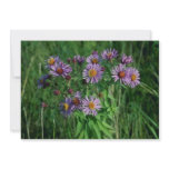 Pink New England Aster (Aster Nova-Angliae) flower invitations