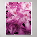 Pink of Hue posters