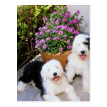 Pink Old English sheepdogs flowers Post Cards