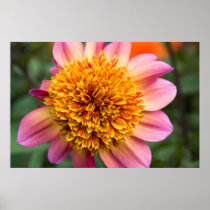 Pink & Orange Filled Dahlia