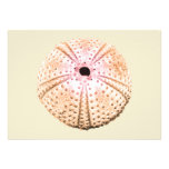 Pink & Orange Sea Shells Personalised Announcements