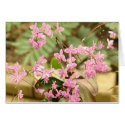 Pink orchid cards