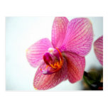 Pink Orchid Post Card