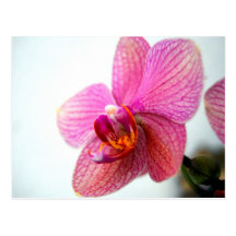 Pink Orchid Post Card