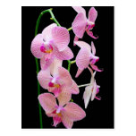 Pink orchid post cards