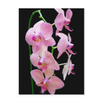 Pink orchid post cards