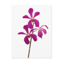 Pink Orchid Post Cards