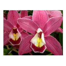 Pink Orchid Postcard