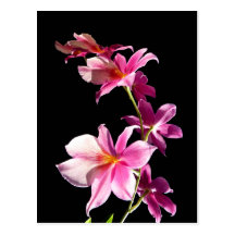 Pink Orchid. Postcard
