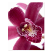 Pink orchid postcards