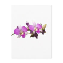 Pink orchids postcard