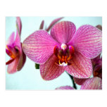 Pink Orchids Postcard