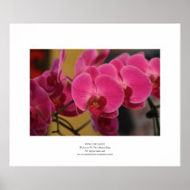 Pink Orchids Poster