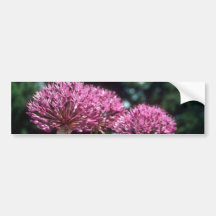 Pink Ornamental Garlic, (Allium Aflatunense) flowe Bumper Sticker