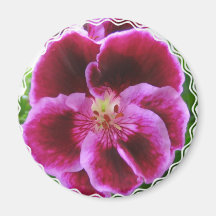 Pink Pansy Magnet
