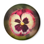 Pink Pansy With Water Droplets Fridge Magnets