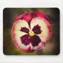 Pink Pansy With Water Droplets mousepads