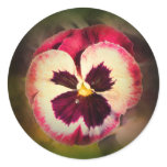 Pink Pansy With Water Droplets Round Stickers