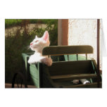 Pink Panther Rides Again
