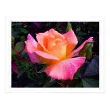 Pink Peach and Yellow Rose postcard