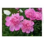 Pink Peonies Card