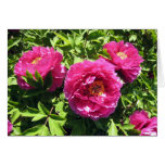 pink peonies cards