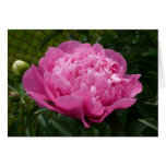 Pink Peony cards
