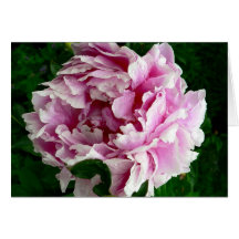 Pink Peony Card