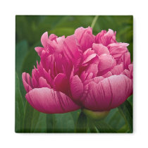 Pink Peony Magnet