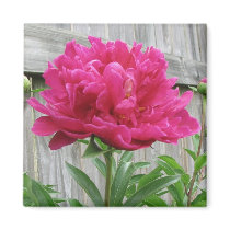 Pink Peony Fridge Magnet