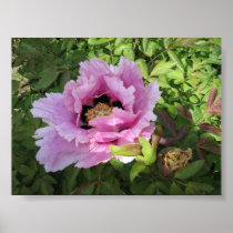 Pink Peony (Paeonia Rockii)