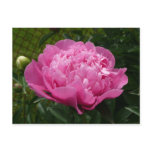Pink Peony postcards