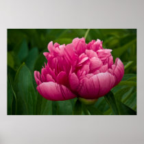 Pink Peony Poster