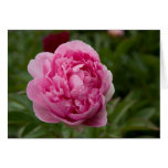 Pink Peony | Rosa Pfingstrose cards