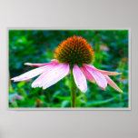 Pink Petals posters