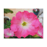 Pink Petunia postcards