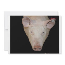 Pink pig head against black background