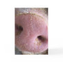 Pink Pig nose close up photograph