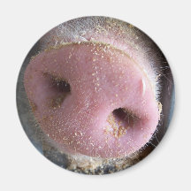 Pink Pig nose close up photograph Magnets