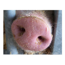 Pink Pig nose close up photograph Post Card