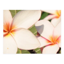 Pink Plumeria Blossoms Post Card