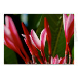 Pink Plumeria Card