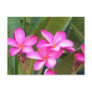 Pink Plumeria Flower Postcard
