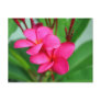 Pink Plumeria Frangipani Hawaiian Flower Postcard