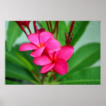 Pink Plumeria Frangipani Hawaiian Flower Posters