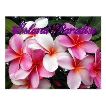 Pink Plumeria Hawaiian Postcard